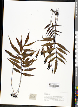 LE 01050137