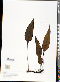 LE 01050157