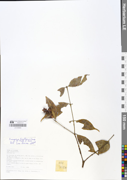 LE 01049005