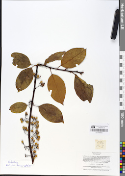 LE 01049042