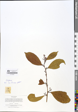 LE 01049082