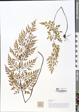 LE 01049784