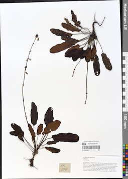 LE 01054021