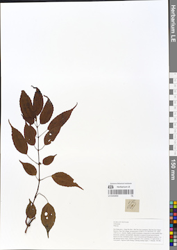 LE 01054050