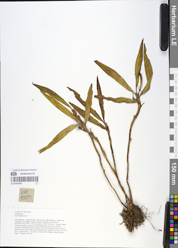 LE 01054294