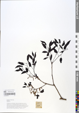 LE 01054418