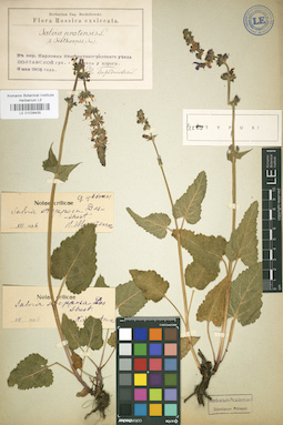 LE 01039435