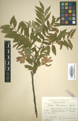 LE 01009717