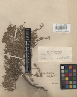 LE 00018243