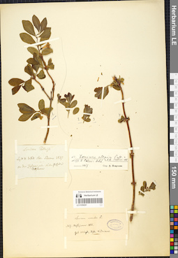 LE 01056261