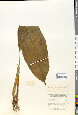 LE 01054515