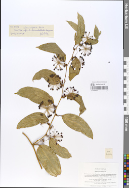 LE 01055073