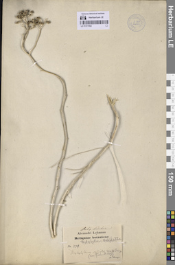 LE 01311952