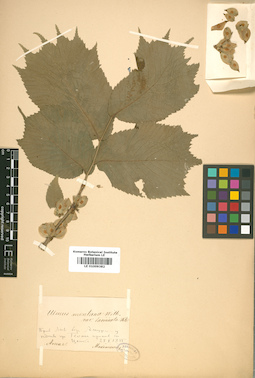 LE 01009382