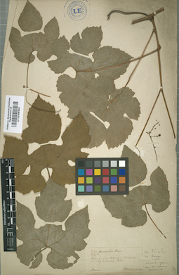 LE 01009642