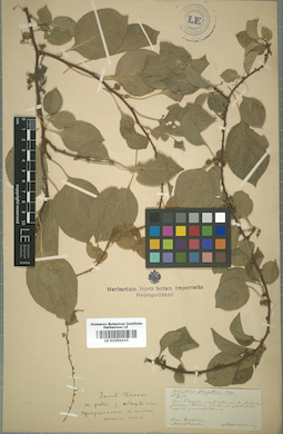 LE 01009645