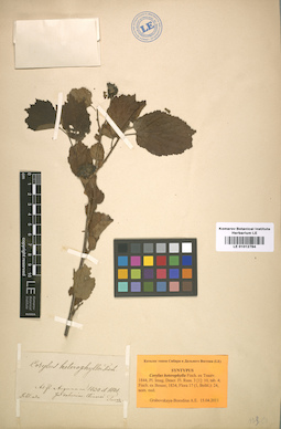 LE 01012784