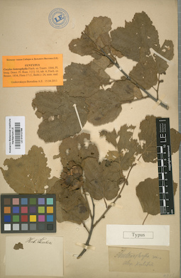 LE 01012786
