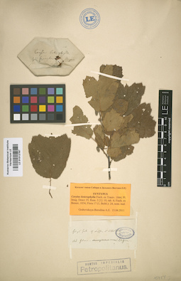 LE 01012787