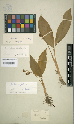 LE 01013855