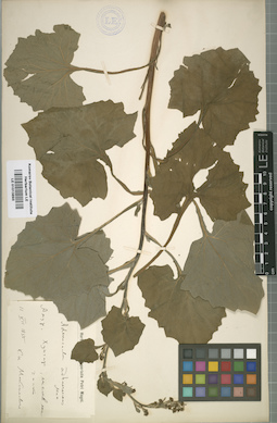 LE 01013893