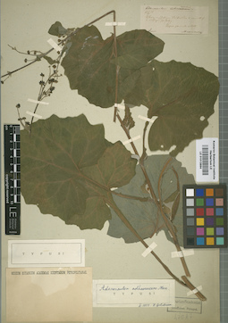 LE 01013894