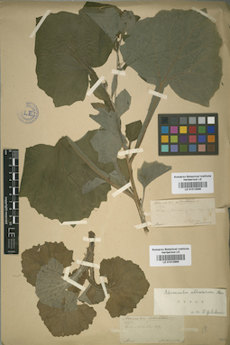LE 01013896