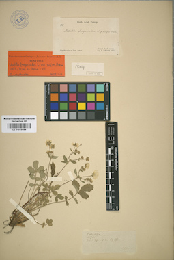 LE 01015494