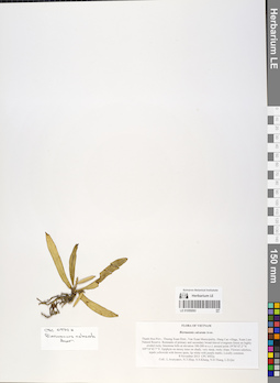 LE 01055093