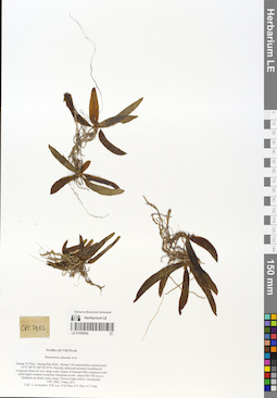 LE 01055094