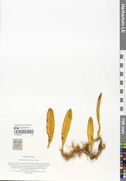 LE 01055132