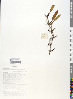 LE 01055175