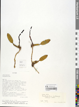 LE 01055177