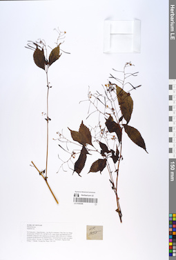 LE 01055396