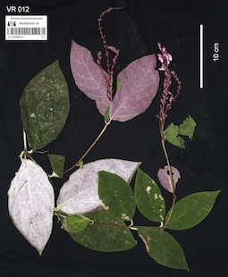 LE 01058074
