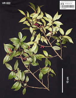 LE 01058076