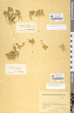 LE 01052529