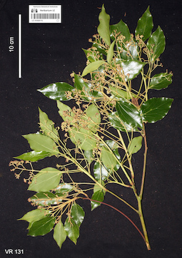 LE 01058115