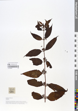 LE 01055903