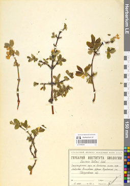 LE 01056343
