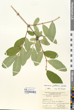 LE 01056347