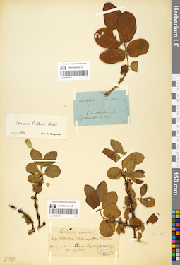 LE 01056418