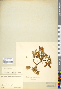 LE 01056463