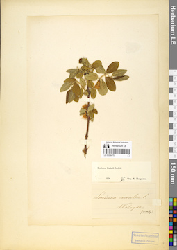 LE 01056475