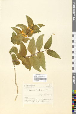 LE 01056593