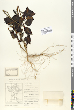 LE 01057912