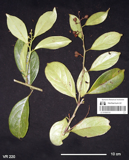 LE 01058155