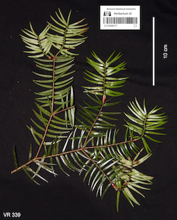 LE 01058177