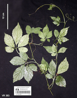 LE 01061481