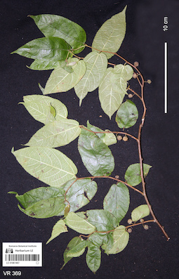 LE 01061487